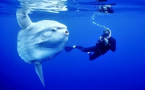 7 Fakta Menarik Tentang Ikan Mola-Mola Yang Ramai Tak Tahu