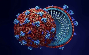 7 Jenis Coronavirus Daripada Haiwan Yang Mampu Menjangkiti Manusia 