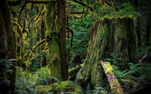 7  Kawasan Hutan Tertua di Dunia 