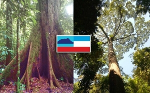 7 Pokok Tertinggi di Dunia, Salah Satunya Berada di Malaysia