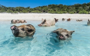 7 Pulau Yang Dikuasai Haiwan Tertentu