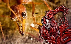 7 Semut Paling Berbahaya Di Dunia