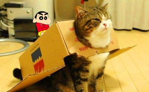 8 kucing unik yang terkenal di internet selain "Maru the cat"