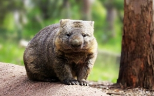 Wombat : 9 Fakta Menarik Mengenai Marsupial Aneh Australia