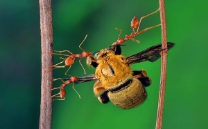 9 Fakta Menarik Tentang Semut Membuktikan Ianya Serangga Yang Hebat