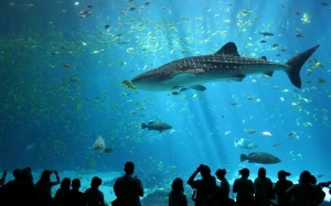 Akuarium Georgia : Sebuah akuarium marin yang paling besar di dunia.