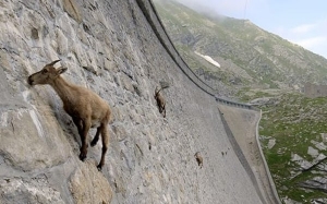 Alpine Ibex, Spesis Kambing Dengan Kemampuan Unik Berjalan di Tebing Curam