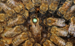 Apa Sebenarnya Peranan Ratu Lebah Dalam Koloni?