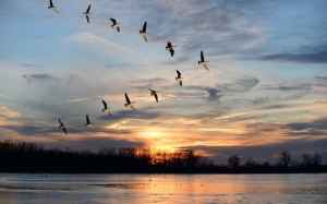 Bagaimanakah Burung Mampu Migrasi Beribu Kilometer Tanpa Sesat?