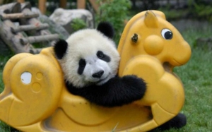 Beruang Panda yang Teramat Comel ini "Melekat" pada Kaki Penjaganya