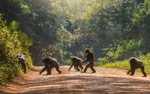 Betul Ke Chimpanzee Makan Haiwan Reptilia Seperti Kura-Kura?