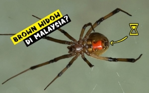 Brown Widow Spider - Spesis Labah-Labah Berbisa Yang Ada di Malaysia
