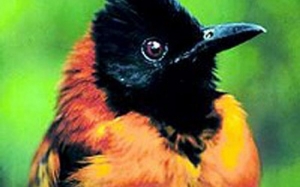 Burung Merdu Ini Merupakan Burung Paling Berbisa di Dunia  - Hooded Pitohui