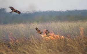 Burung vs Manusia: Bagaimana Burung di Australia Memburukkan Lagi Kebakaran Hutan di Sana