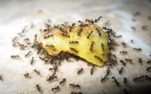 10 cara halau semut dari rumah menggunakan bahan mudah