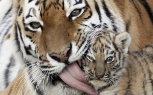 China Bakal Membangunkan Pusat Pemeliharaan Harimau Terbesar Di Dunia