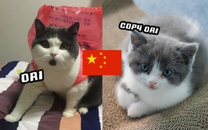 Kisah China Berjaya Hasilkan Kucing 