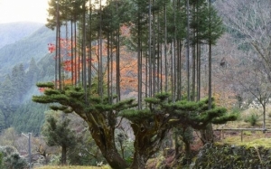 Bagaimana Jepun Hasilkan Balak Tanpa Tebang Pokok - Daisugi