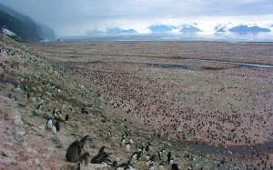 Daripada gambar sisa najis melalui satelit, saintis menemui koloni penguin terbesar di dunia