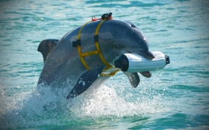 Kisah bagaimana ikan lumba-lumba dilatih menjadi ejen perisik dan askar perang