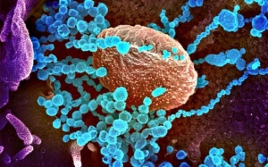 Jangkitan, Inkubasi dan Tempoh Aktif - 3 Fasa Perubahan Virus Menyerang Manusia