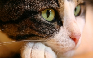 5 Fakta Menarik Tentang Kucing