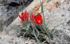 Fenomena Tulip Mania - Apabila Harga Bunga Mampu Membeli Sebuah Rumah di Belanda