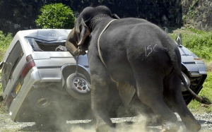 Gajah Pijak Pemandu Lori Hingga Parah Bakal Dipindahkan Ke Pusat Konservasi
