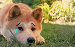 Kisah Sedih Anjing Tunggu Kepulangan Tuan Yang Telah Mati - Hachiko