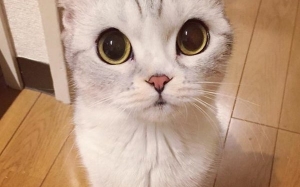 10 Baka Kucing Paling Cantik dan Comel dalam Dunia  Iluminasi