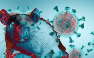 Hantavirus: Lebih Berbahaya Daripada Novel Coronavirus?