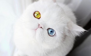 Hidapi penyakit Heterochromia, menyebabkan kucing ini terkenal