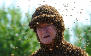 Ini Apa Yang Berlaku Jika Lebah Tersesat Jalan