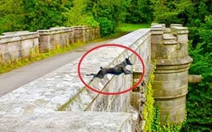 Misteri Jambatan yang Mengorbankan Ratusan Ekor Anjing - Jambatan Overtoun