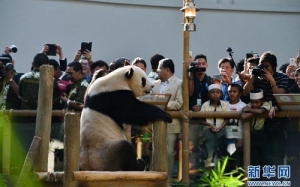 Jantina Anak Panda Gergasi Belum Dikenalpasti