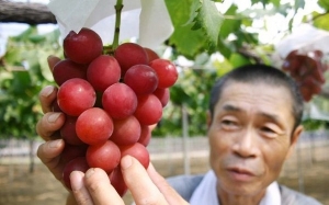 Anggur Paling Mahal Di Dunia Ini Berharga RM1157 "Sebiji" : Baka Ruby Jepun