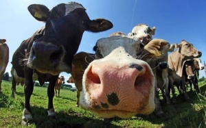 Kenapa New Zealand Sering Dikaitkan Dengan Susu Lembu?