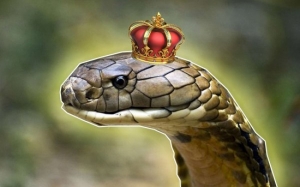 7 Sebab Kenapa Ular Tedung Selar Digelar KING Cobra
