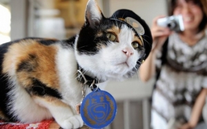 Kisah Kucing Jalanan yang Berjaya Menyelamatkan Stesen Kereta Api di Jepun