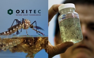 Oxitec - Syarikat British Ini Hasilkan Nyamuk Transgenik Dan Diuji Di Bentong