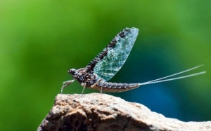 Kisah Sedih Serangga 'Mayfly' - Hidupan Paling Singkat Usianya Dalam Dunia