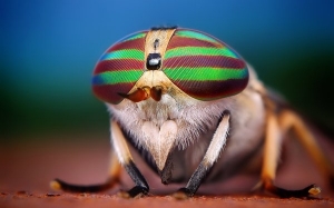 Jom Kita Belajar Tentang Kitaran Hidup Lalat 