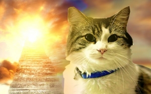 Kisah Kucing Yang Boleh Meramal Kematian - Oscar The Cat