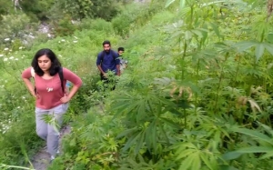 Ganja Tumbuh Meliar di Kampung Tersembunyi Himalaya Ini - Malana Village