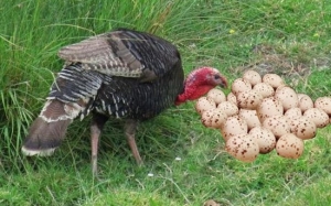 Mengapa Kita Tak Makan Telur Ayam Belanda?
