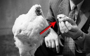 Ayam Ini Hidup Selama 18 Bulan Selepas Disembelih - Miracle Mike