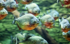 Benarkah Ikan Piranha Ganas? Atau Hanya Sekadar Mitos