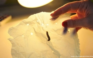 Mungkinkah Ulat Beluncas Merupakan Penyelesaian Kepada Masalah Pencemaran Plastik?