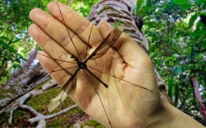Nyamuk Paling Besar di Dunia Ditemui di China - Sebesar Saiz Tapak Tangan