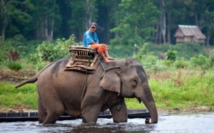 Adakah Fitrah Gajah Boleh Membawa Muatan Berat di Belakangnya?
